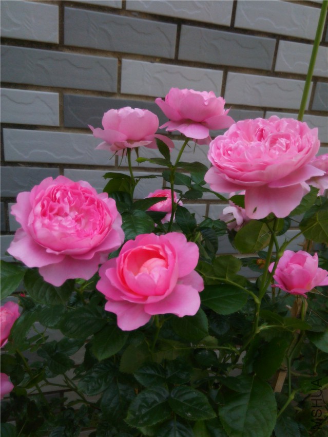 20150416095149_1_����1.jpg