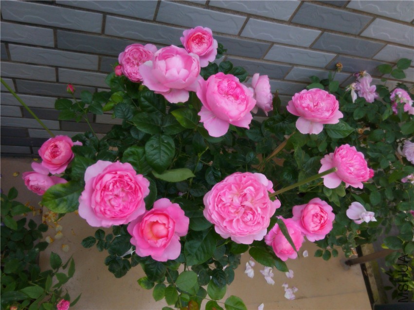 20150416095210_����.jpg