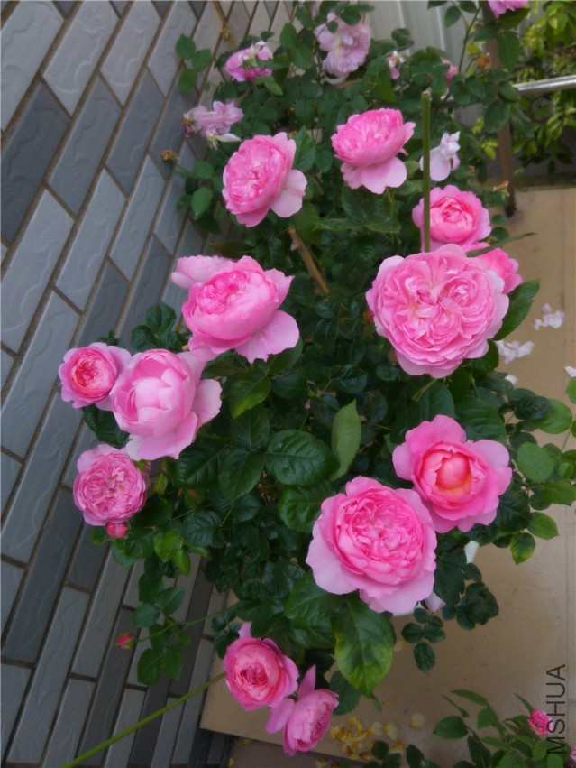 20150416095216_����1.jpg