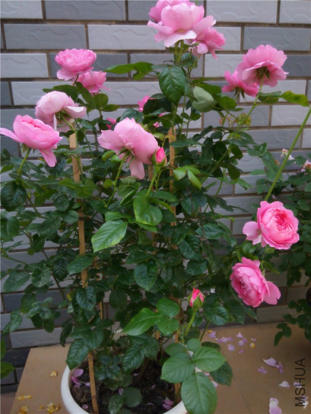 20150416095332_����.jpg