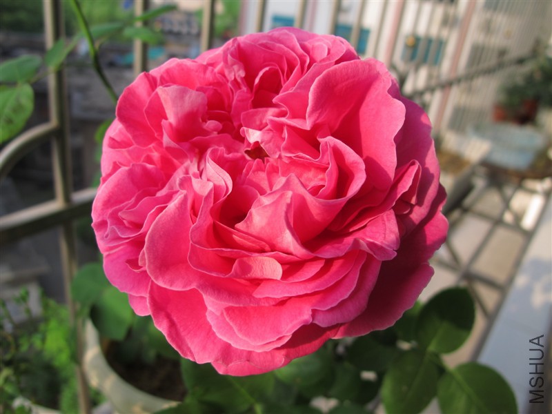 psb (1).jpg
