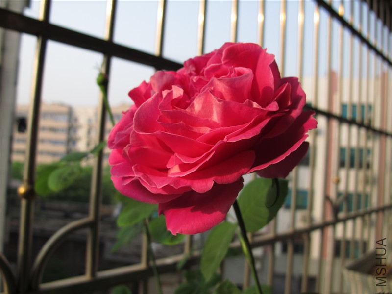 psb (2).jpg