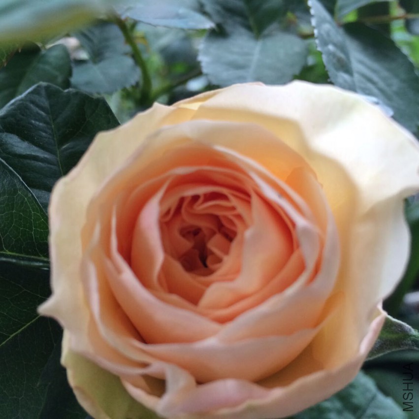 QQͼƬ20150416221516.jpg