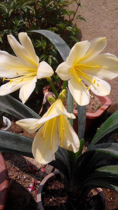IMG_20150410_120412.jpg