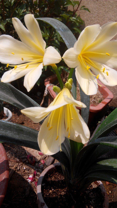 IMG_20150410_120418.jpg
