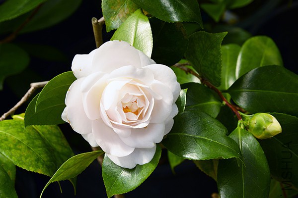 _DSC4369-FB_MS.jpg