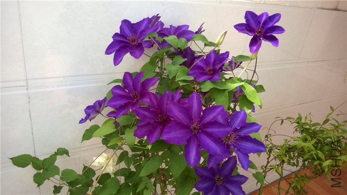 WP_20150417_003.jpg
