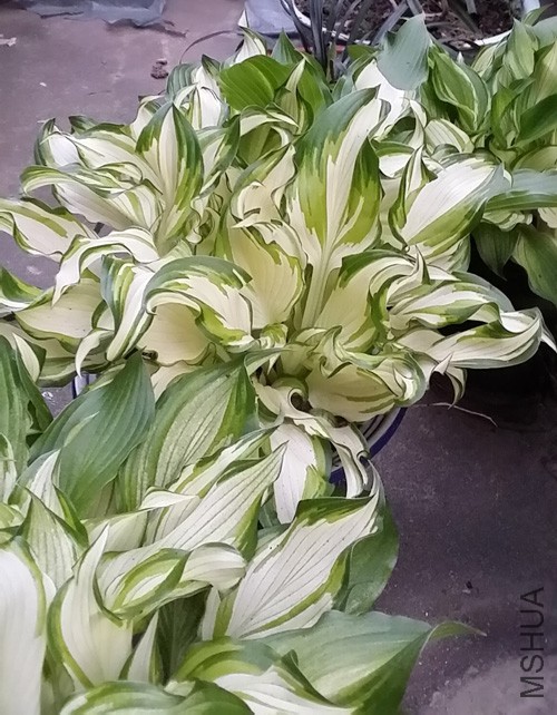 20150410_181532.jpg