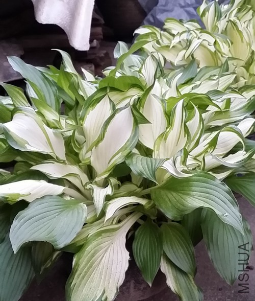 20150410_181544.jpg