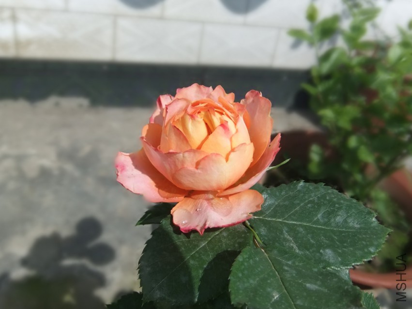 DSCF4568_����.jpg