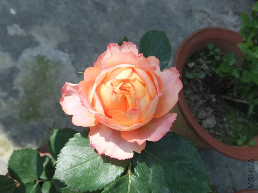 DSCF4588_����.jpg