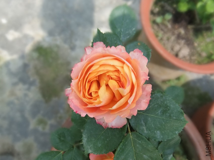 DSCF4609_����.jpg