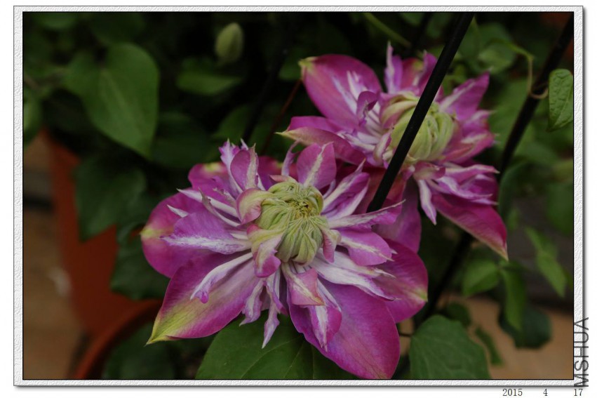 2015041707.jpg