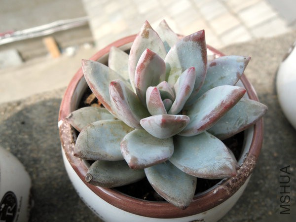 DSCN5492.jpg