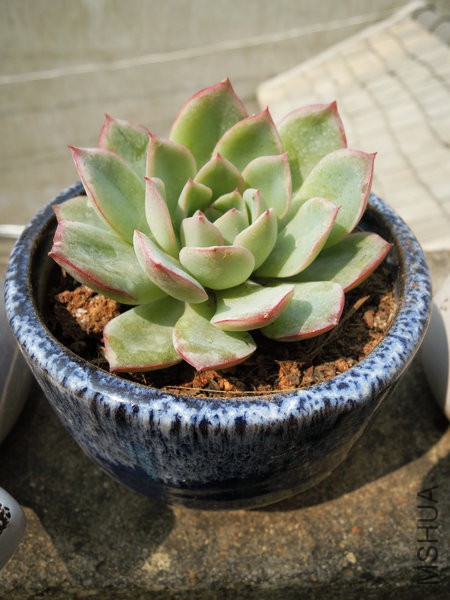 DSCN5486.jpg