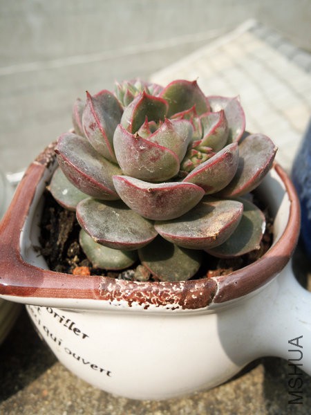 DSCN5487.jpg