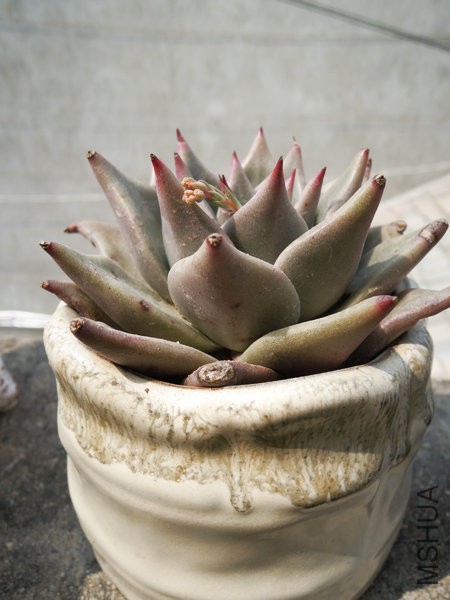 DSCN5488.jpg