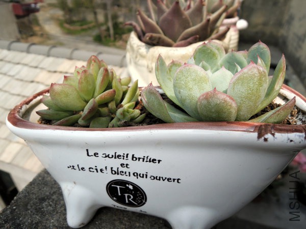 DSCN5489.jpg