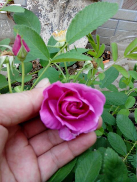 IMG_20150416_165752.jpg