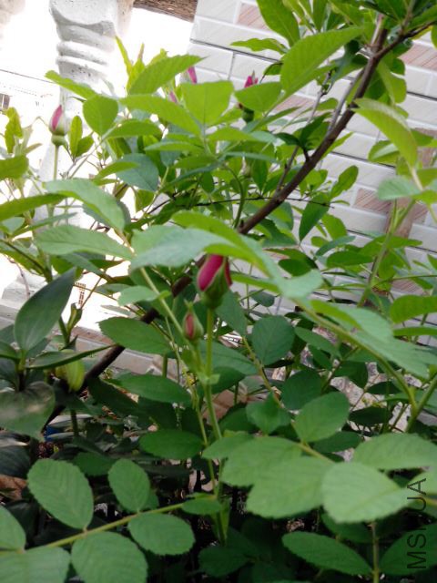 IMG_20150416_165806.jpg