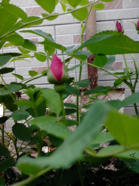 IMG_20150416_165830.jpg