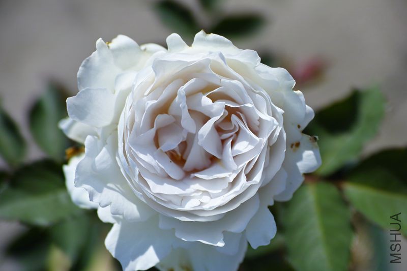 DP3M3547_����.jpg