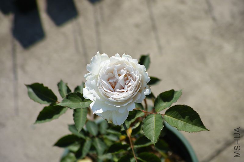 DP3M3549_����.jpg