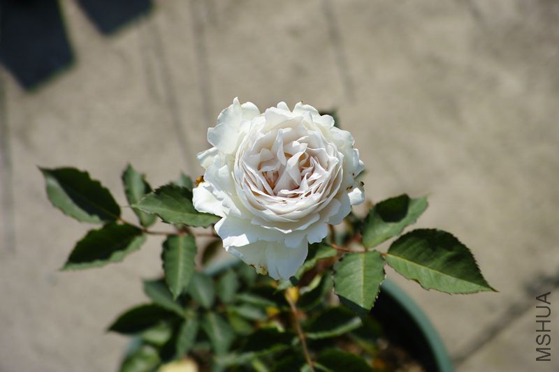 DP3M3551_����.jpg