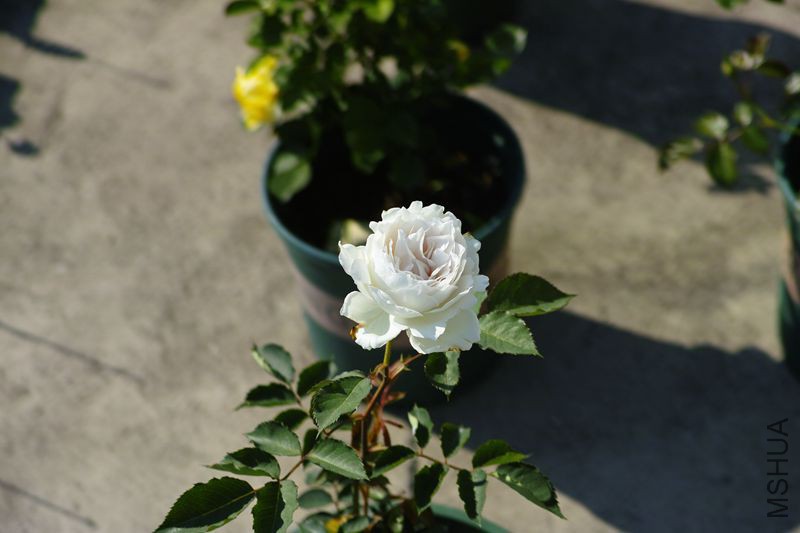DP3M3562_����.jpg