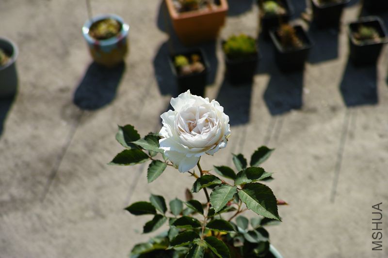 DP3M3553_����.jpg