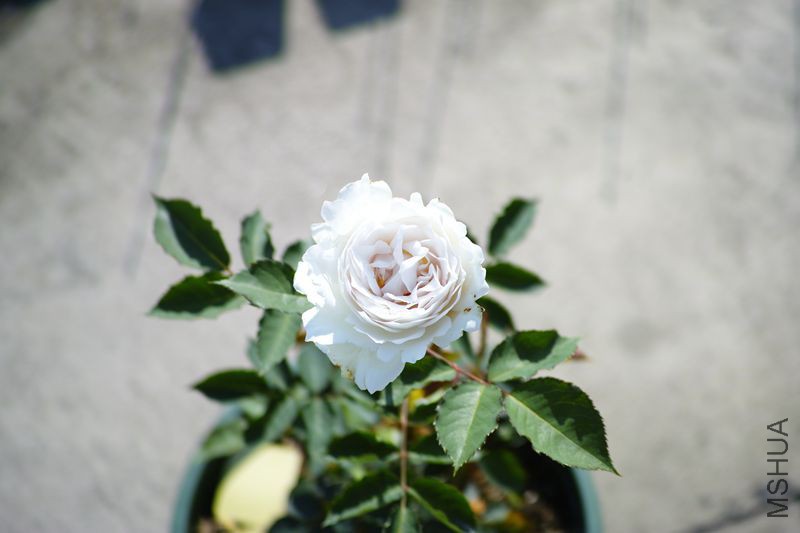 DP3M3569_����.jpg