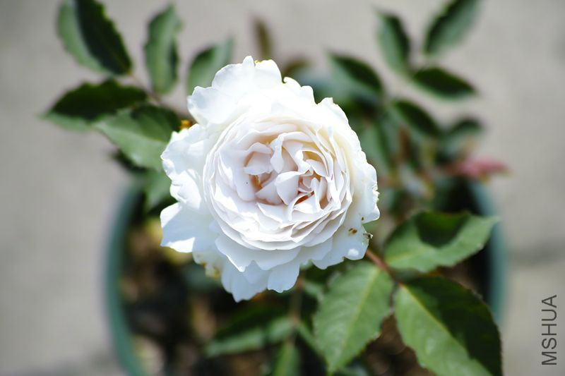DP3M3572_����.jpg