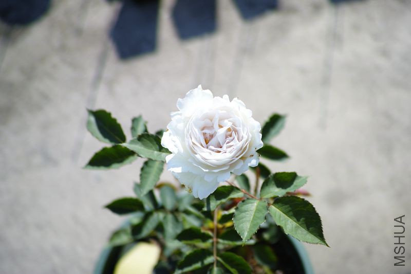 DP3M3567_����.jpg