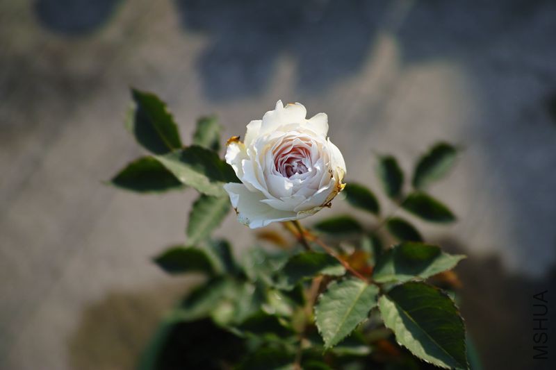 DP3M3544_����.jpg