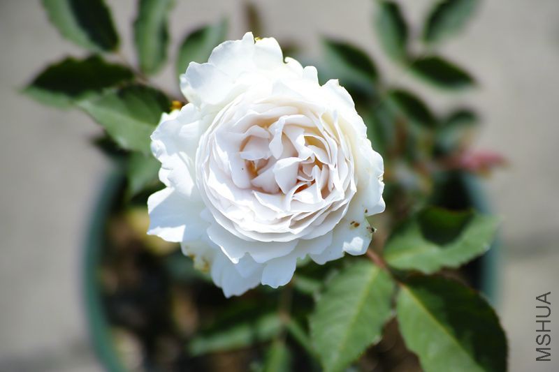 DP3M3573_����.jpg