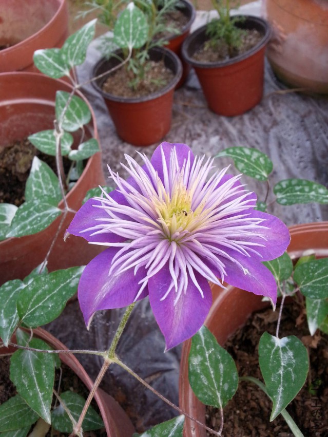 20150401_073743.jpg