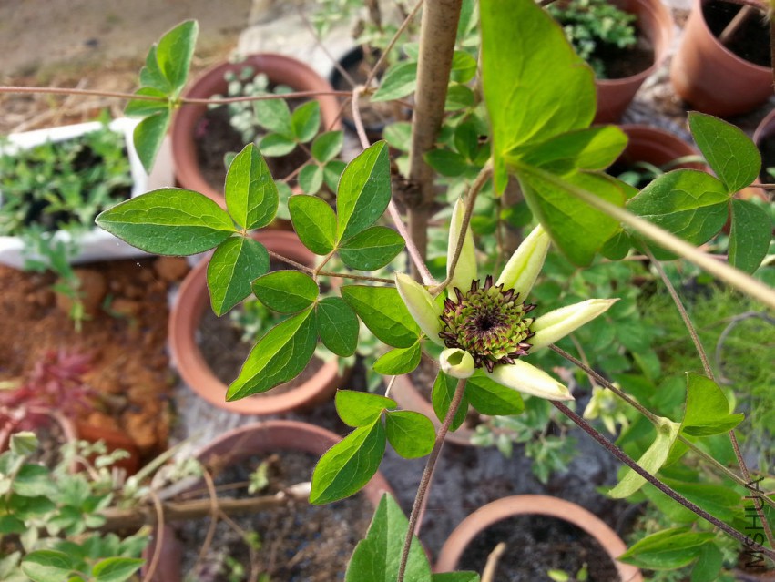 20150416_073409.jpg
