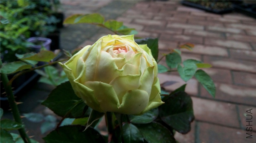 IMG_20150411_133750.jpg