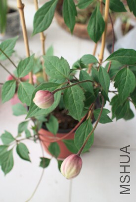 QQ��ͼ20150418084550.jpg