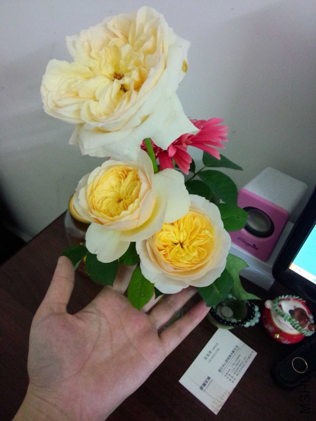 IMG20150416195951.jpg