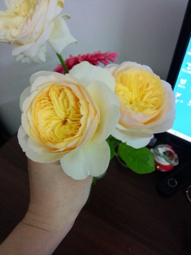 IMG20150416200432.jpg