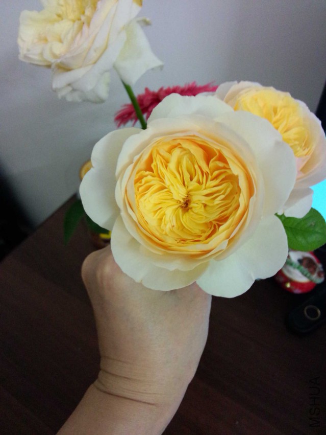 IMG20150416200435.jpg