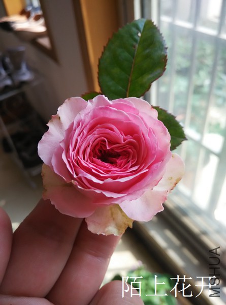 IMG_20150331_132319.jpg