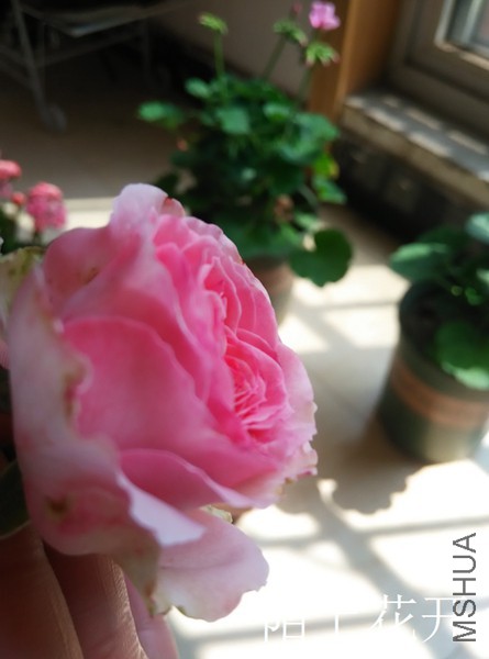 IMG_20150331_132341.jpg
