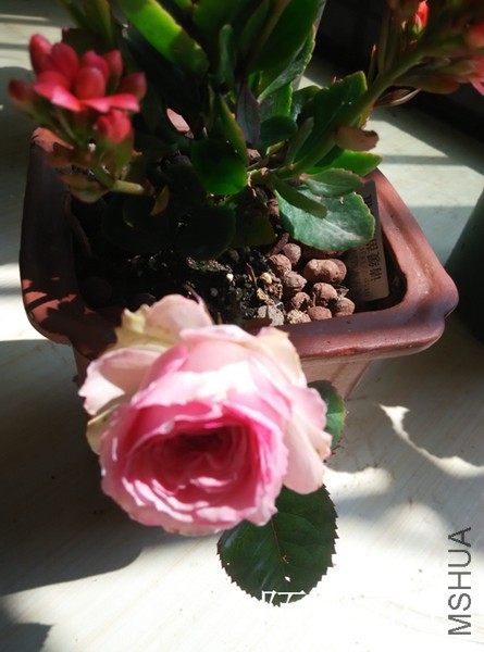 IMG_20150331_132518.jpg