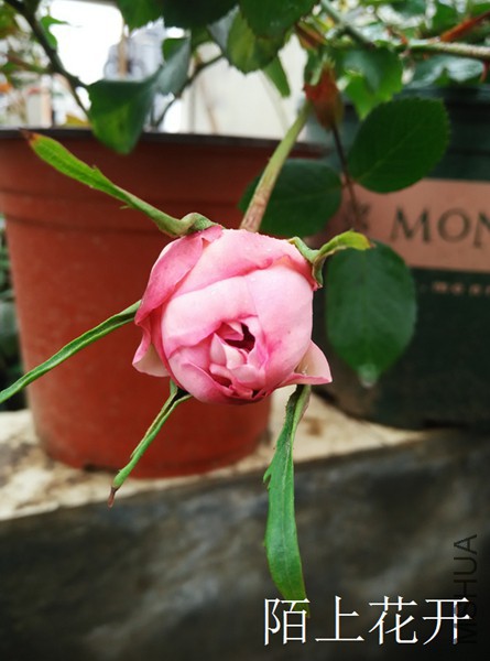 IMG_20150407_134548.jpg