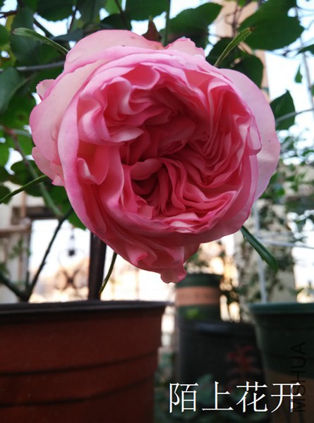 IMG_20150413_062805.jpg