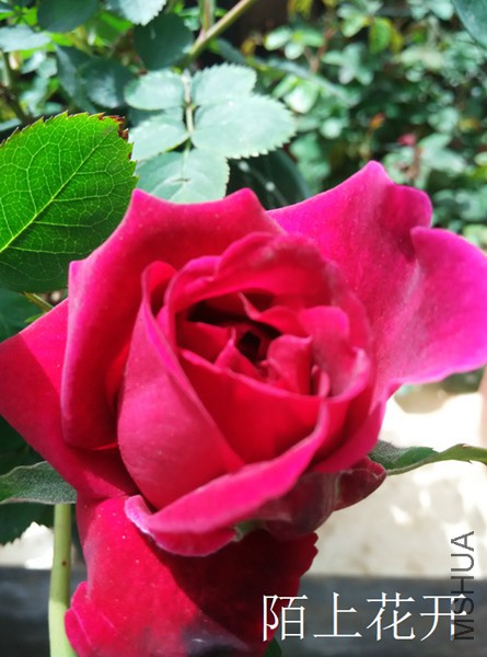 IMG_20150416_135323.jpg