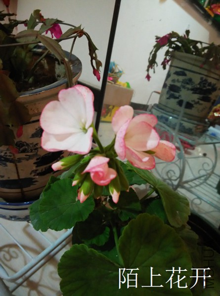 IMG_20150328_191428.jpg