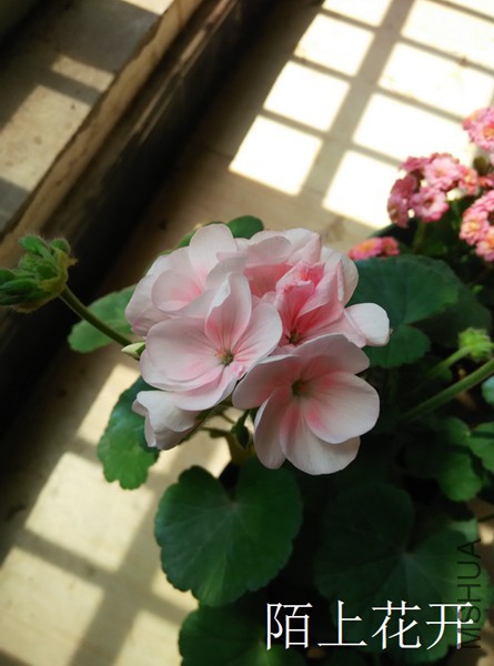 IMG_20150411_121615.jpg